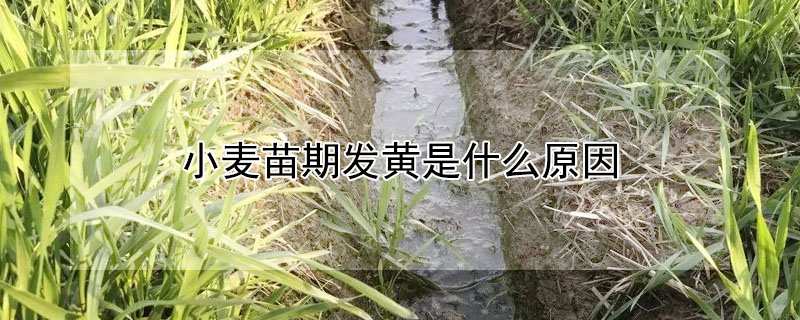 小麥苗期發(fā)黃是什么原因