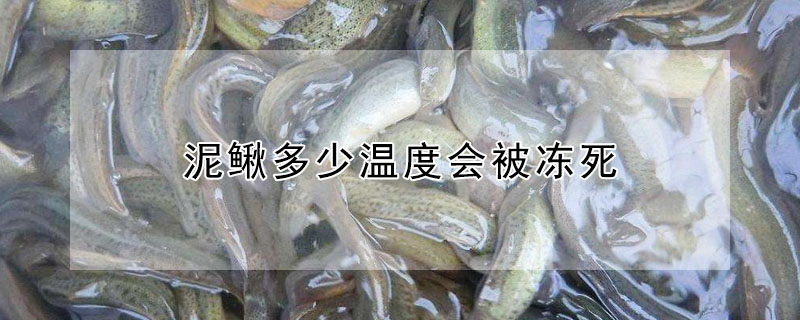 泥鰍多少溫度會被凍死