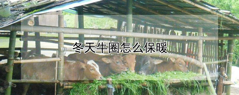 冬天牛圈怎么保暖