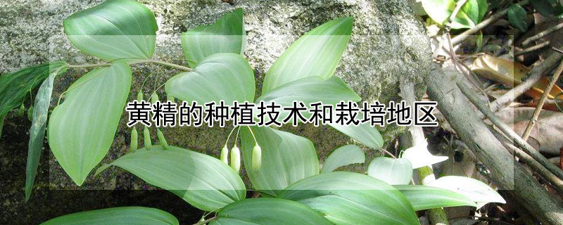 黃精的種植技術(shù)和栽培地區(qū)