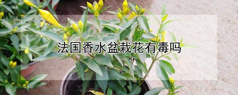 法國(guó)香水盆栽花有毒嗎