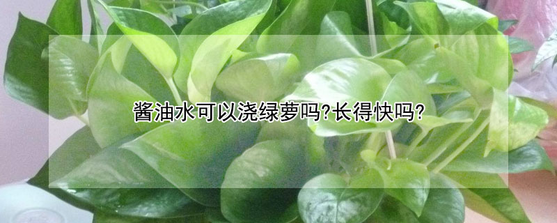 醬油水可以澆綠蘿嗎?長(zhǎng)得快嗎?