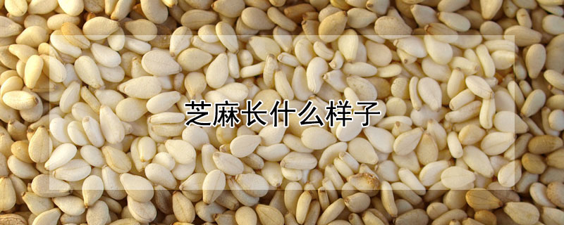 芝麻長(zhǎng)什么樣子