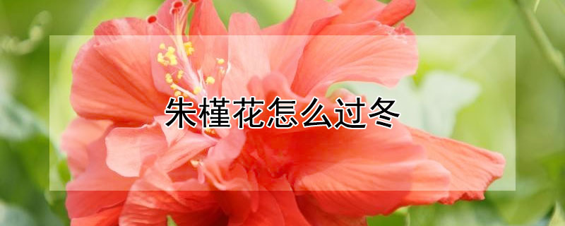 朱槿花怎么過冬