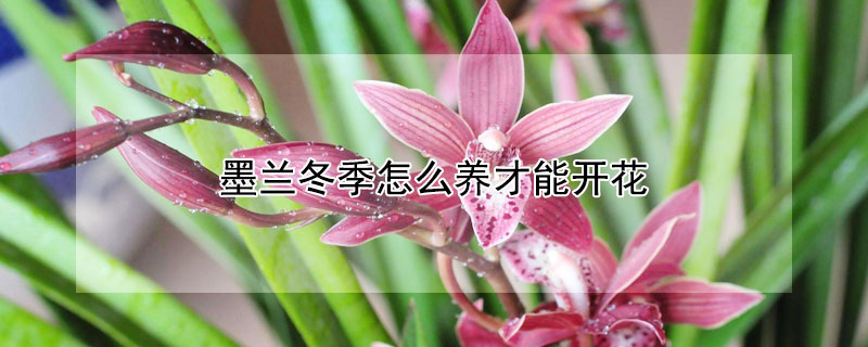 墨蘭冬季怎么養(yǎng)才能開(kāi)花