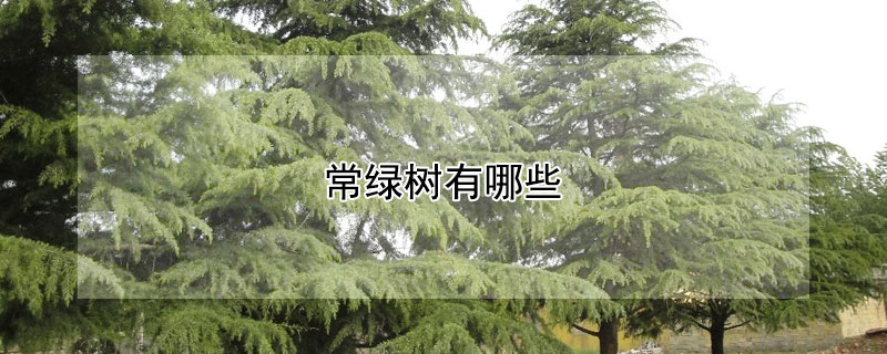 常綠樹有哪些