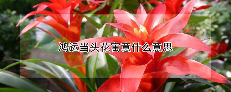 鴻運(yùn)當(dāng)頭花寓意什么意思