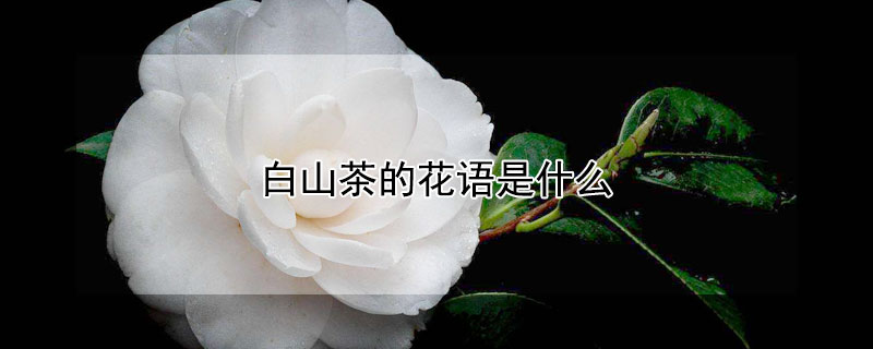 白山茶的花語是什么