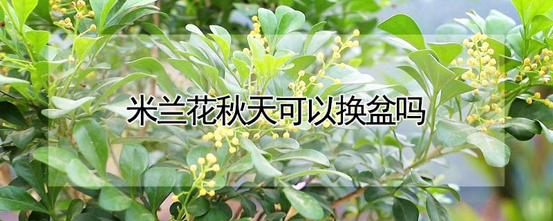 米蘭花秋天可以換盆嗎