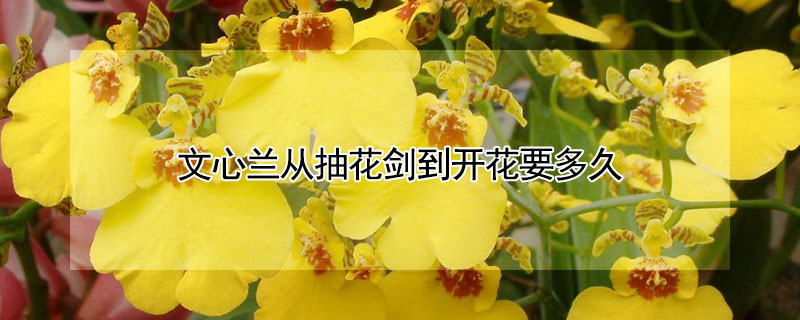 文心蘭從抽花劍到開花要多久