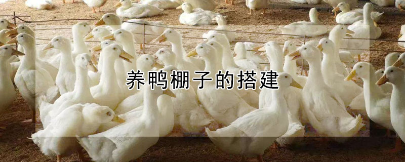 養(yǎng)鴨棚子的搭建