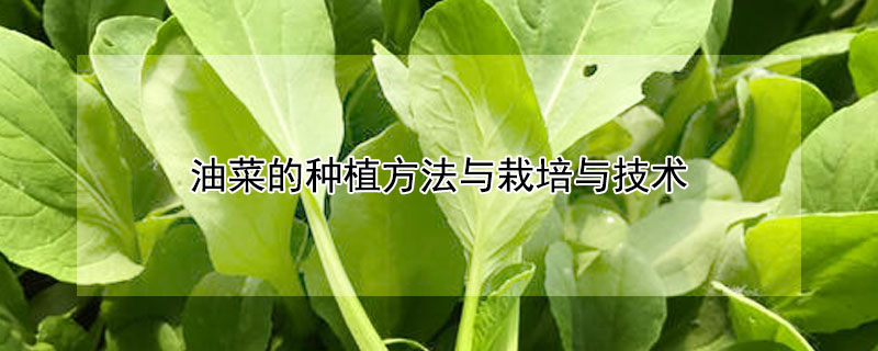 油菜的種植方法與栽培與技術