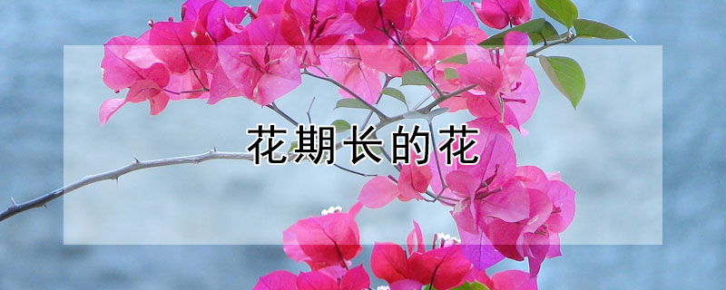 花期長的花