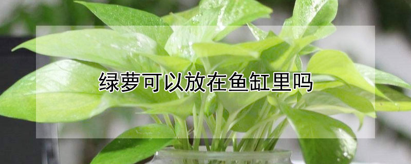 綠蘿可以放在魚缸里嗎