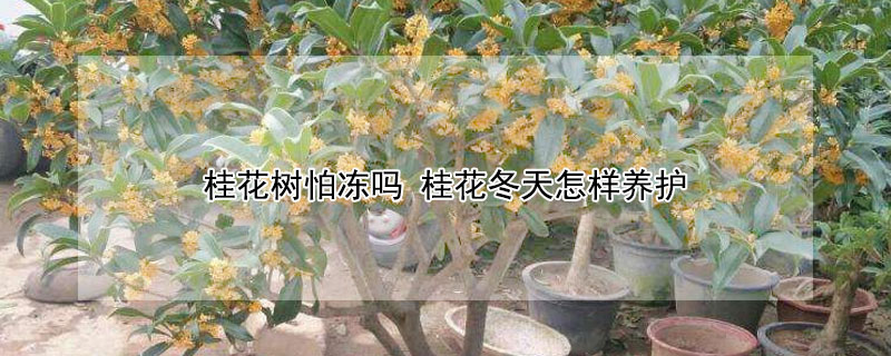 桂花樹怕凍嗎 桂花冬天怎樣養(yǎng)護(hù)