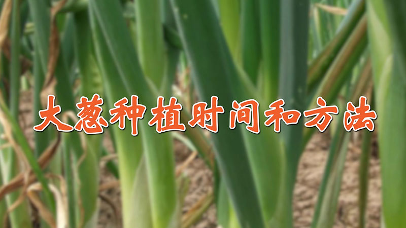 大蔥種植時間和方法