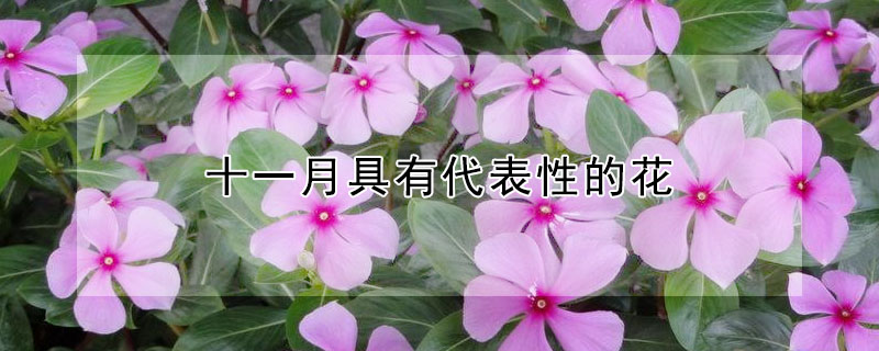 十一月具有代表性的花