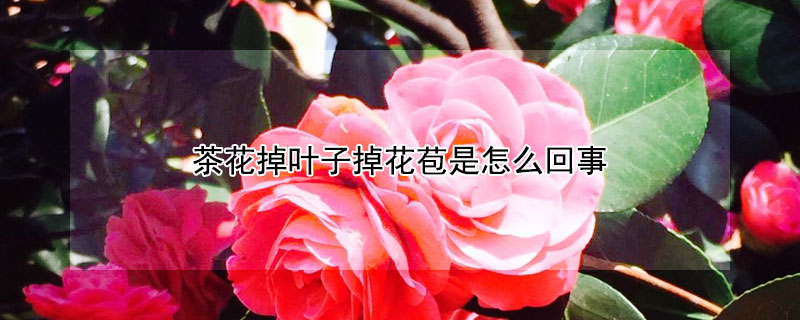 茶花掉葉子掉花苞是怎么回事