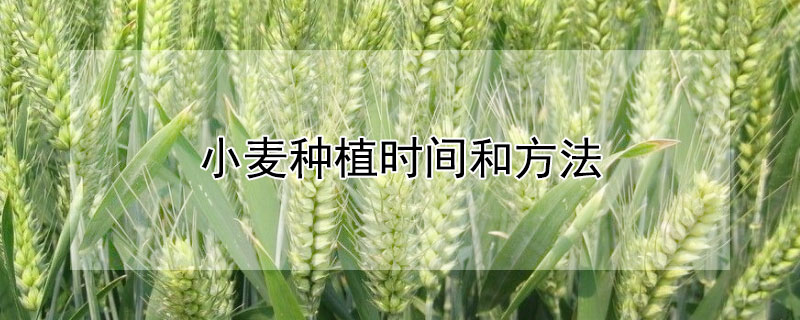 小麥種植時間和方法