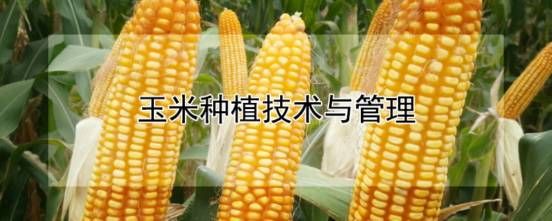 玉米種植技術(shù)與管理