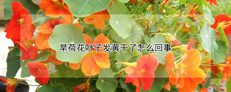 旱荷花葉子發黃干了怎么回事