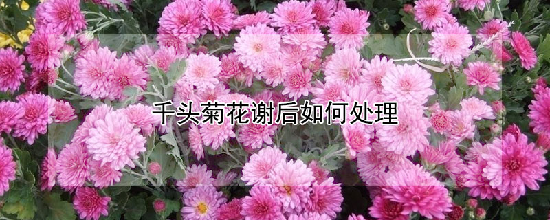 千頭菊花謝后如何處理