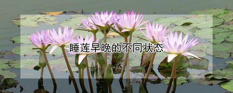 睡蓮早晚的不同狀態