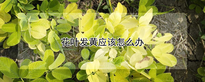 花葉發黃應該怎么辦