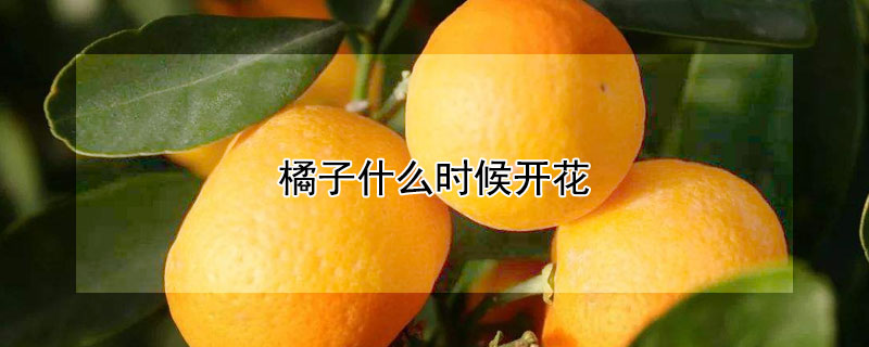 橘子什么時(shí)候開花