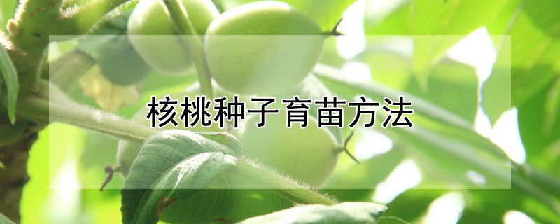 核桃種子育苗方法