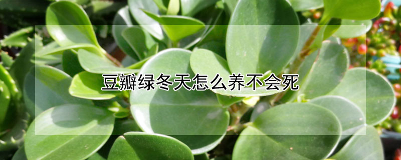 豆瓣綠冬天怎么養(yǎng)不會死