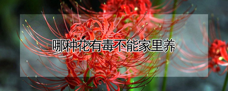 哪種花有毒不能家里養(yǎng)