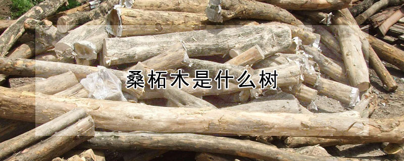 桑柘木是什么樹