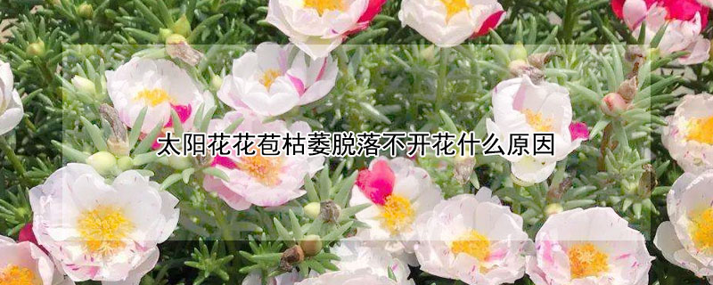 太陽(yáng)花花苞枯萎脫落不開(kāi)花什么原因