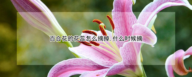 百合花的花蕊怎么摘掉,什么時候摘