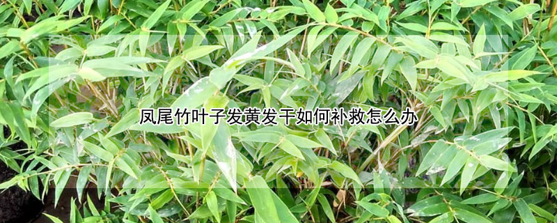 鳳尾竹葉子發(fā)黃發(fā)干如何補(bǔ)救怎么辦