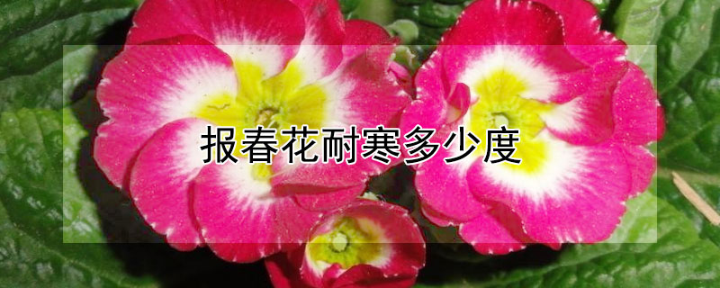 報(bào)春花耐寒多少度