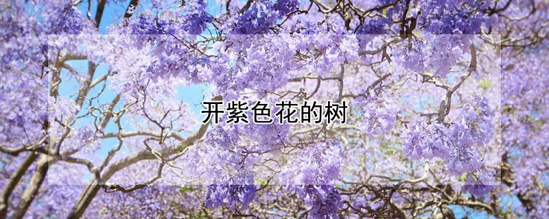 開紫色花的樹