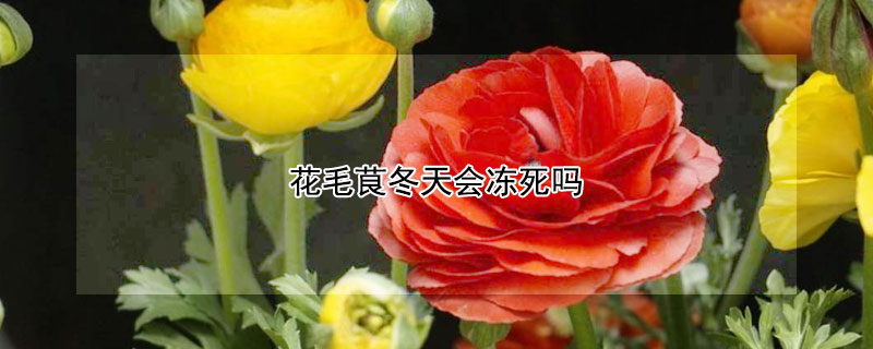 花毛茛冬天會凍死嗎