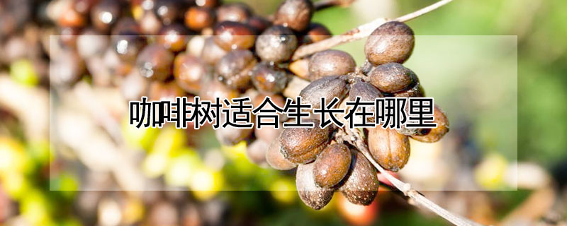 咖啡樹適合生長在哪里