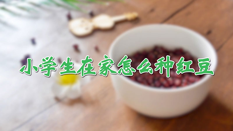 小學(xué)生在家怎么種紅豆