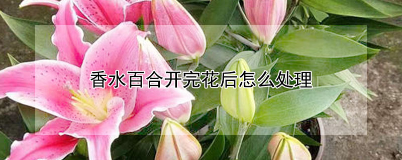 香水百合開完花后怎么處理