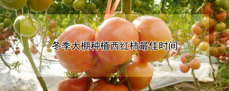 冬季大棚種植西紅柿最佳時(shí)間