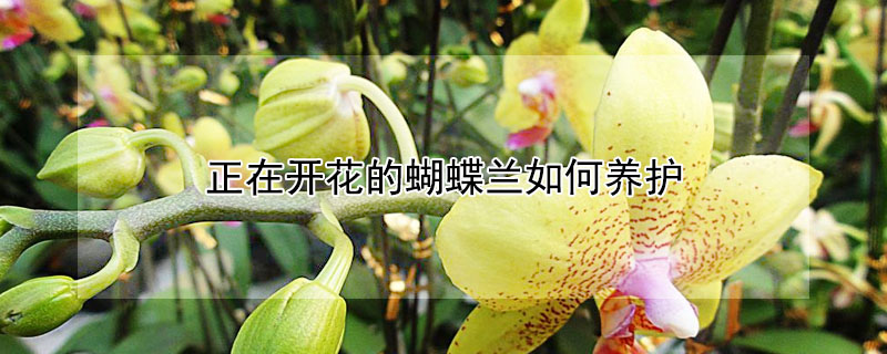 正在開花的蝴蝶蘭如何養(yǎng)護