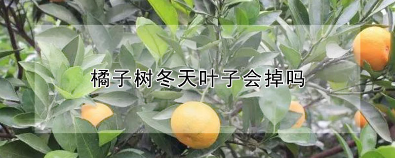 橘子樹冬天葉子會掉嗎