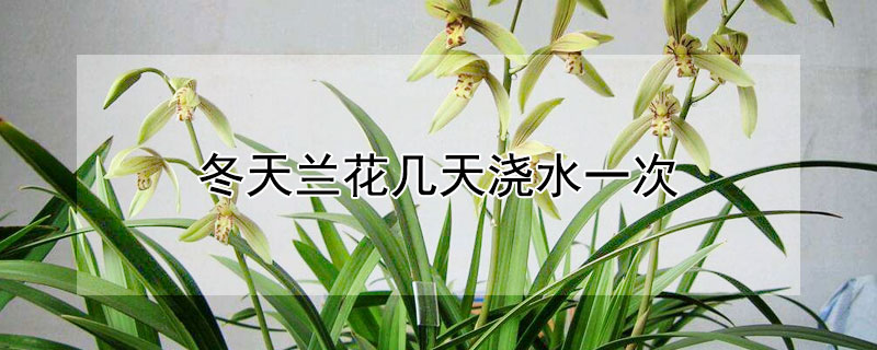 冬天蘭花幾天澆水一次