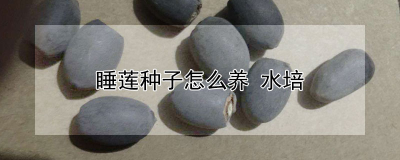 睡蓮種子怎么養 水培