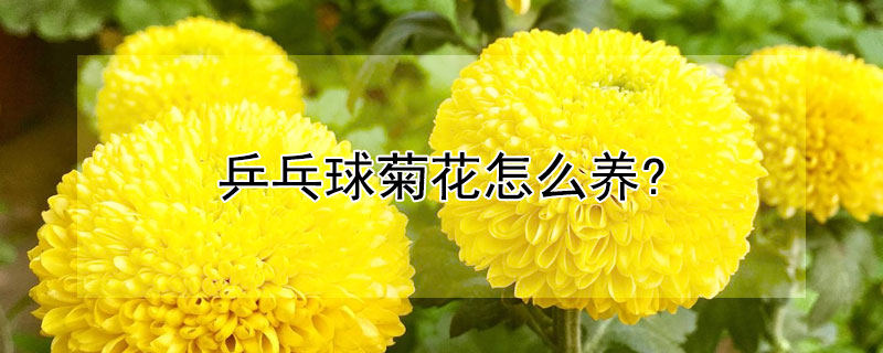 乒乓球菊花怎么養?