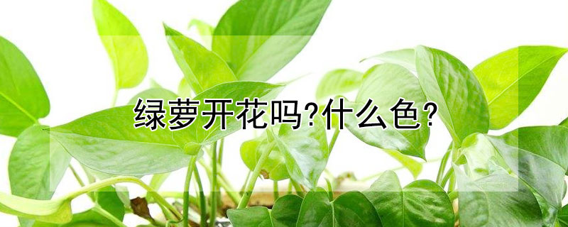 綠蘿開花嗎?什么色?