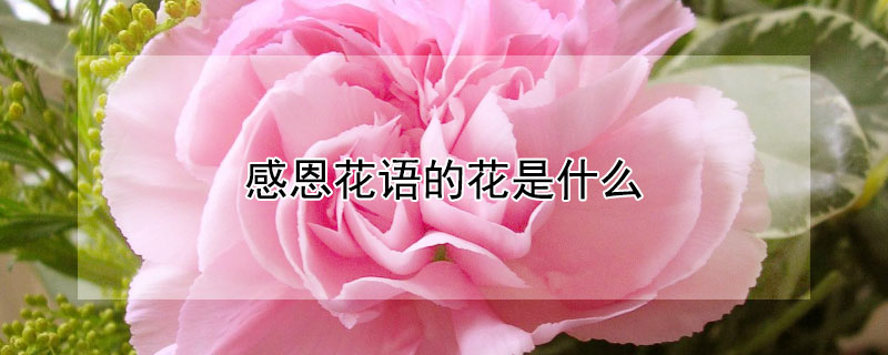 感恩花語的花是什么